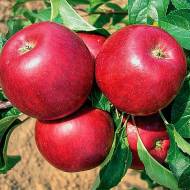 Саджанець Яблуня Діскавері в контейнері